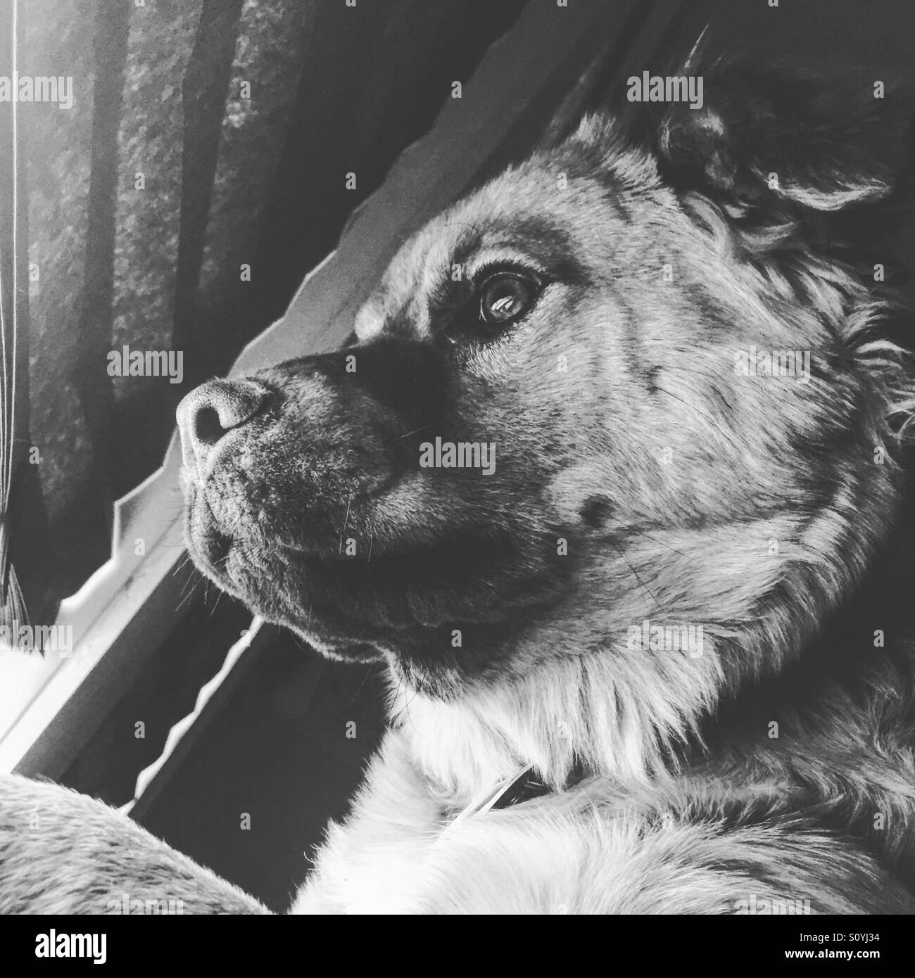 Chow retriever puppy looks out the window - Smartphone Captured Stock Image