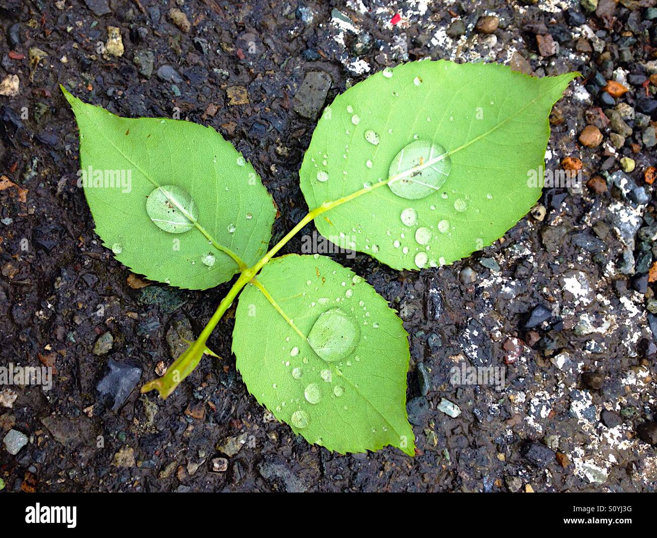 Three leaves with water drops Stock Photo