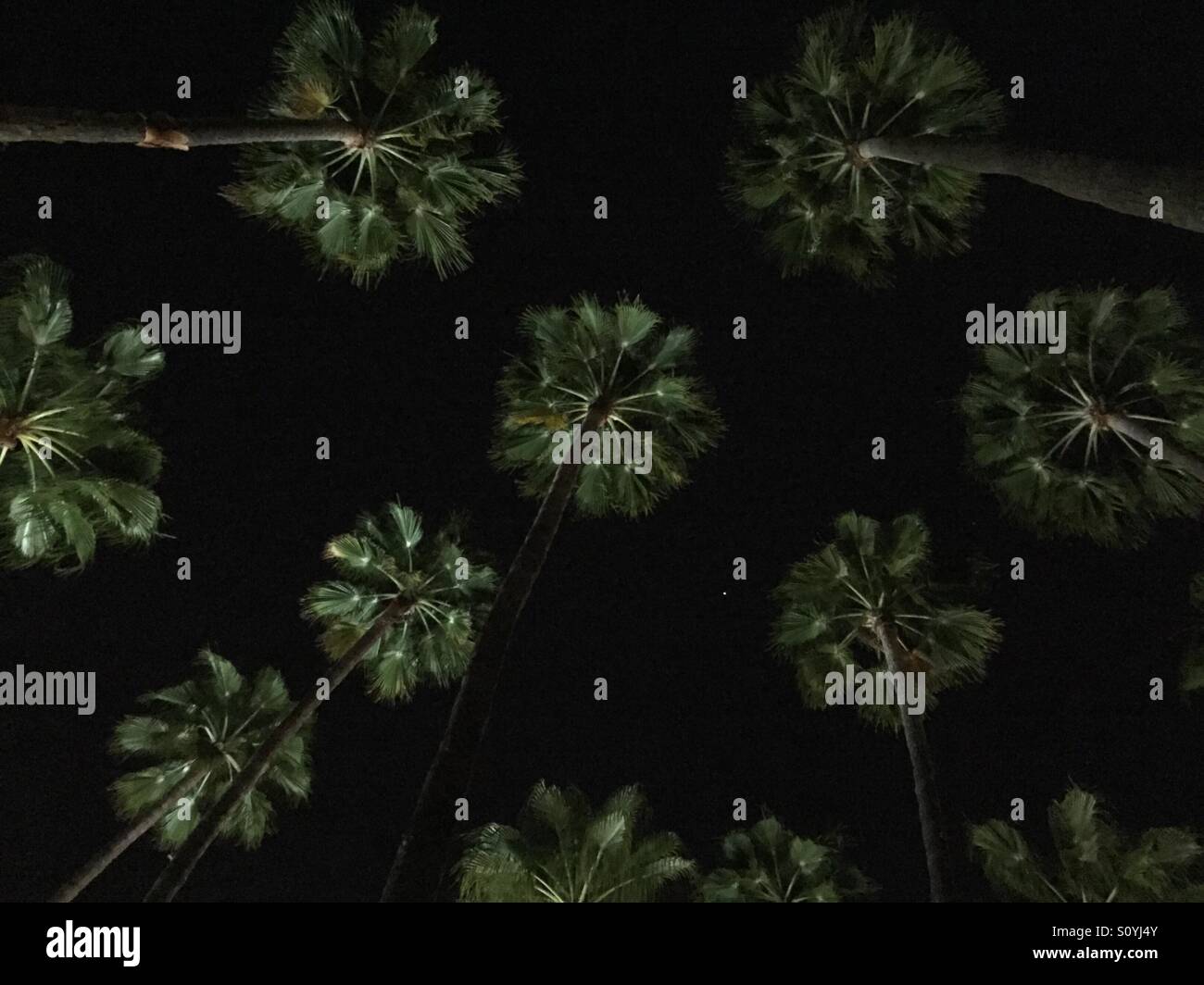 Palm trees at night Stock Photo Alamy