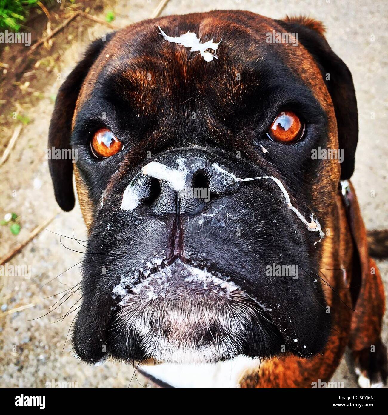 boxer-dog-with-slobber-on-face-S0YJ6A.jp