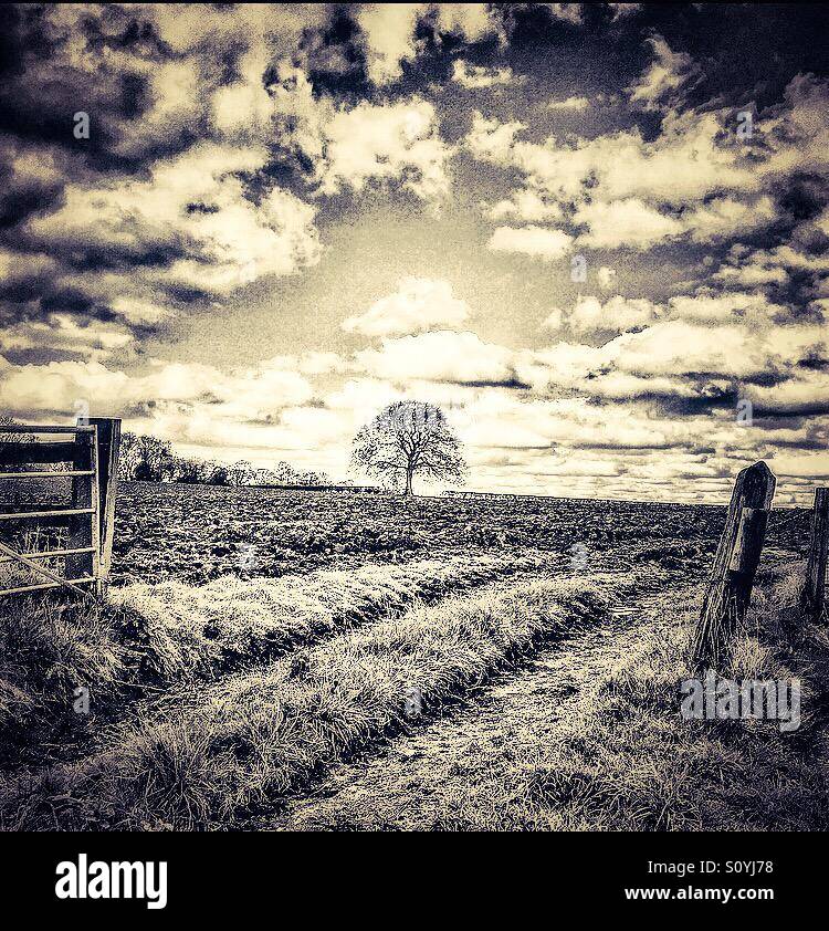 Lone tree in a ploughed field. Entrance to fields. Stock Photo