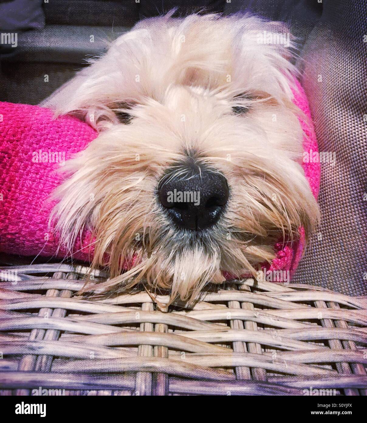 Dogs face on cushion Stock Photo Alamy