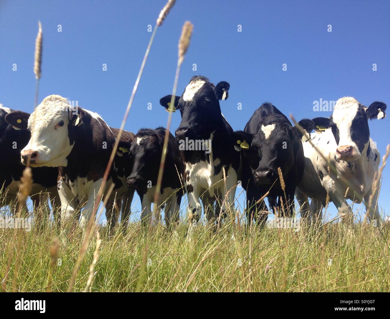 Friendly curious cows Stock Photo