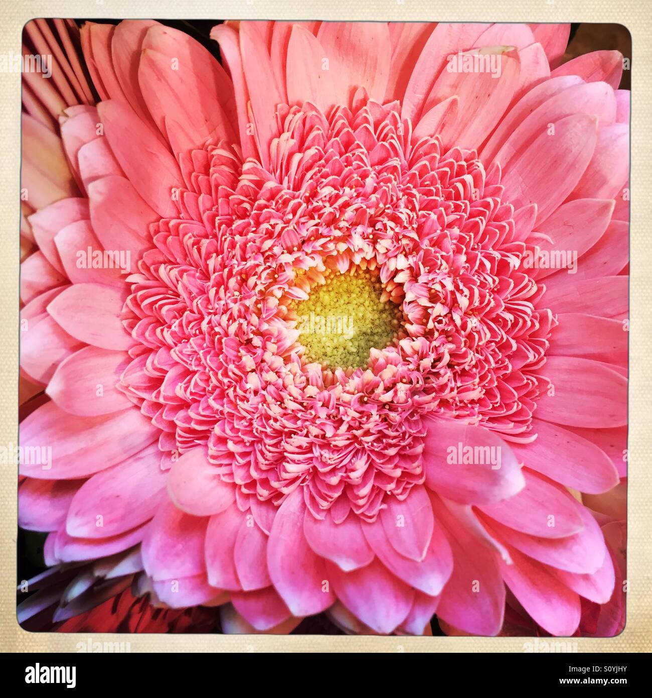 Pink Gerbera Daisy Stock Photo - Alamy