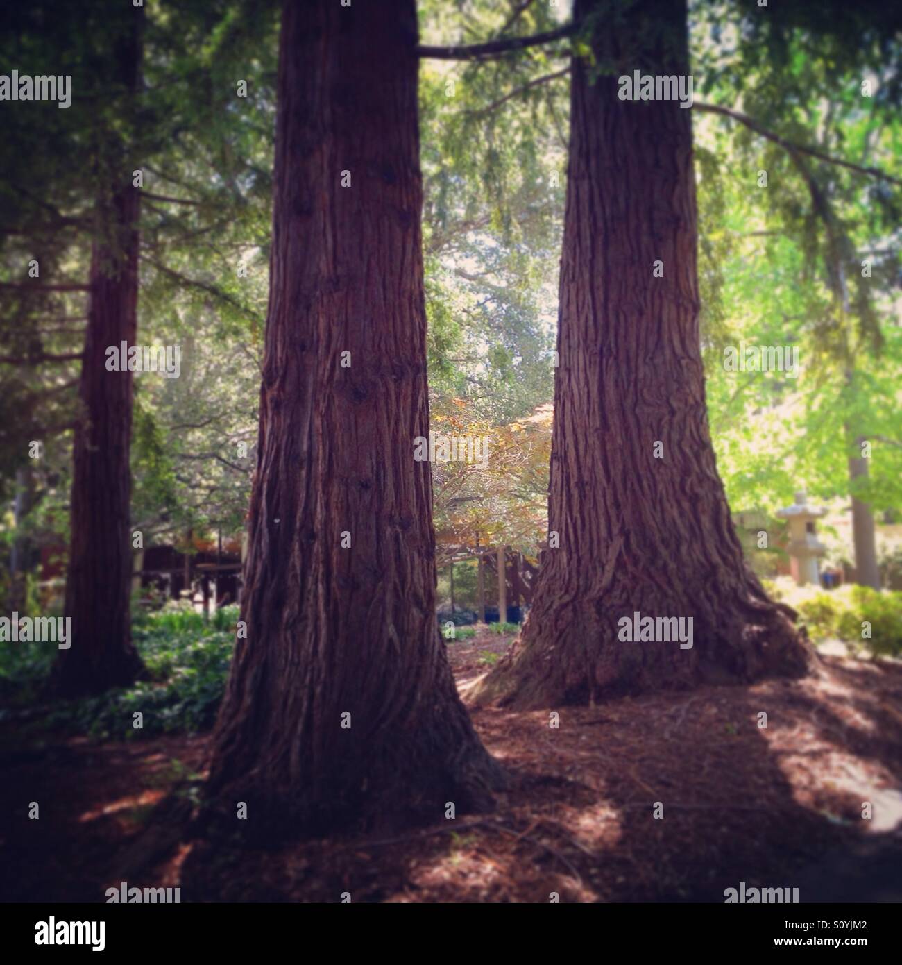 Redwood trees on UC Berkeley campus Stock Photo
