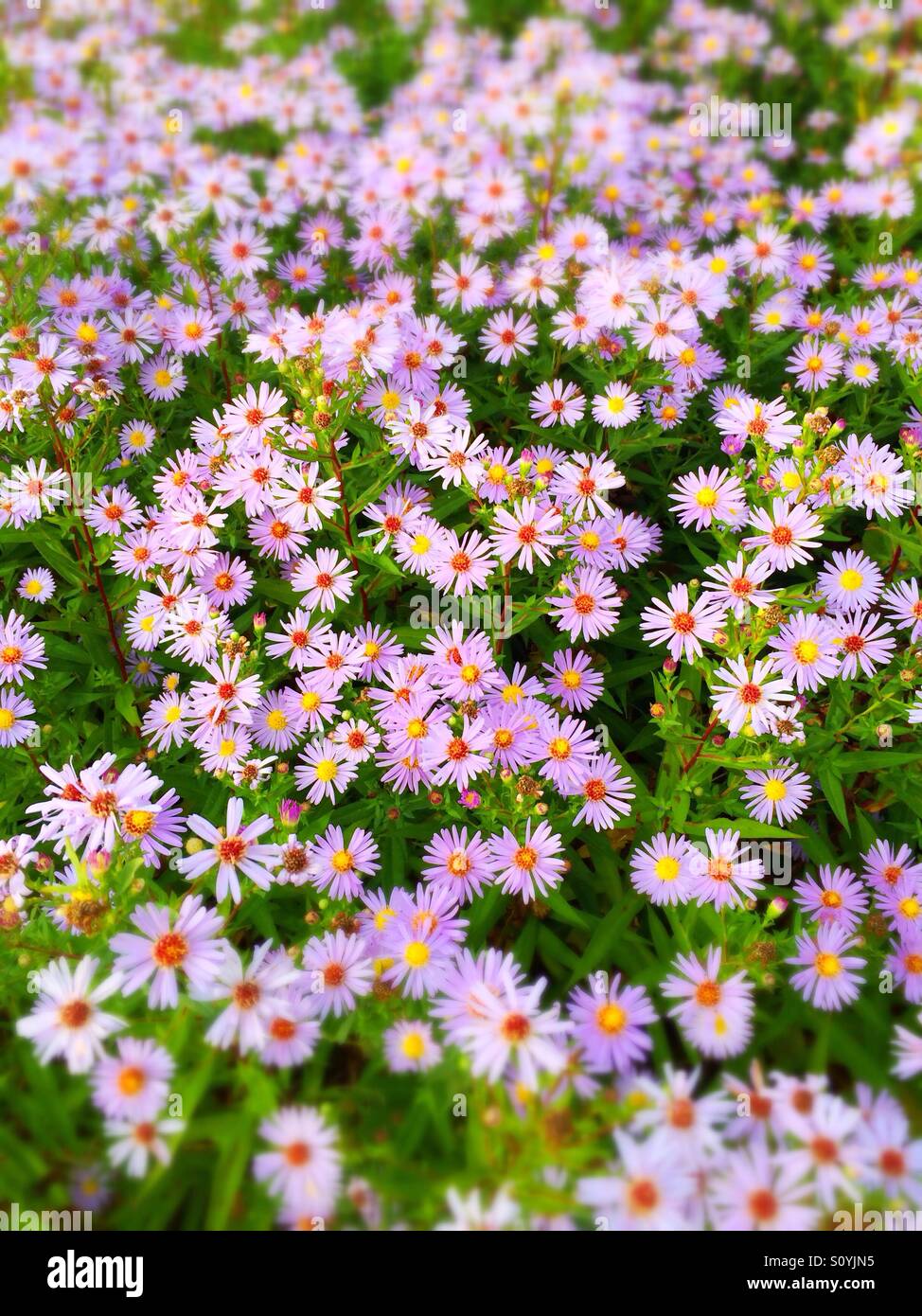 Violet daisy flowers Stock Photo