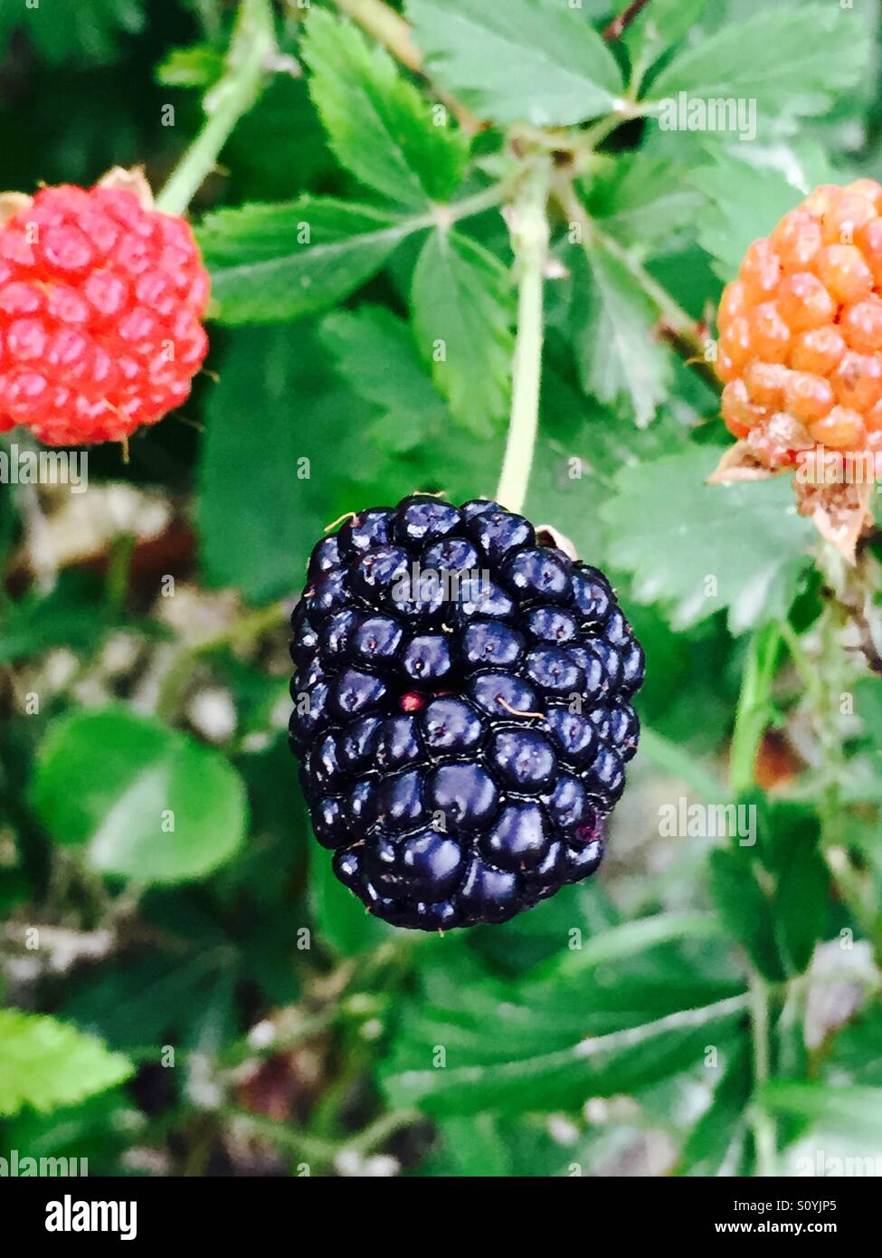 Blackberries in various stages of ripening - Smartphone Captured Stock Image