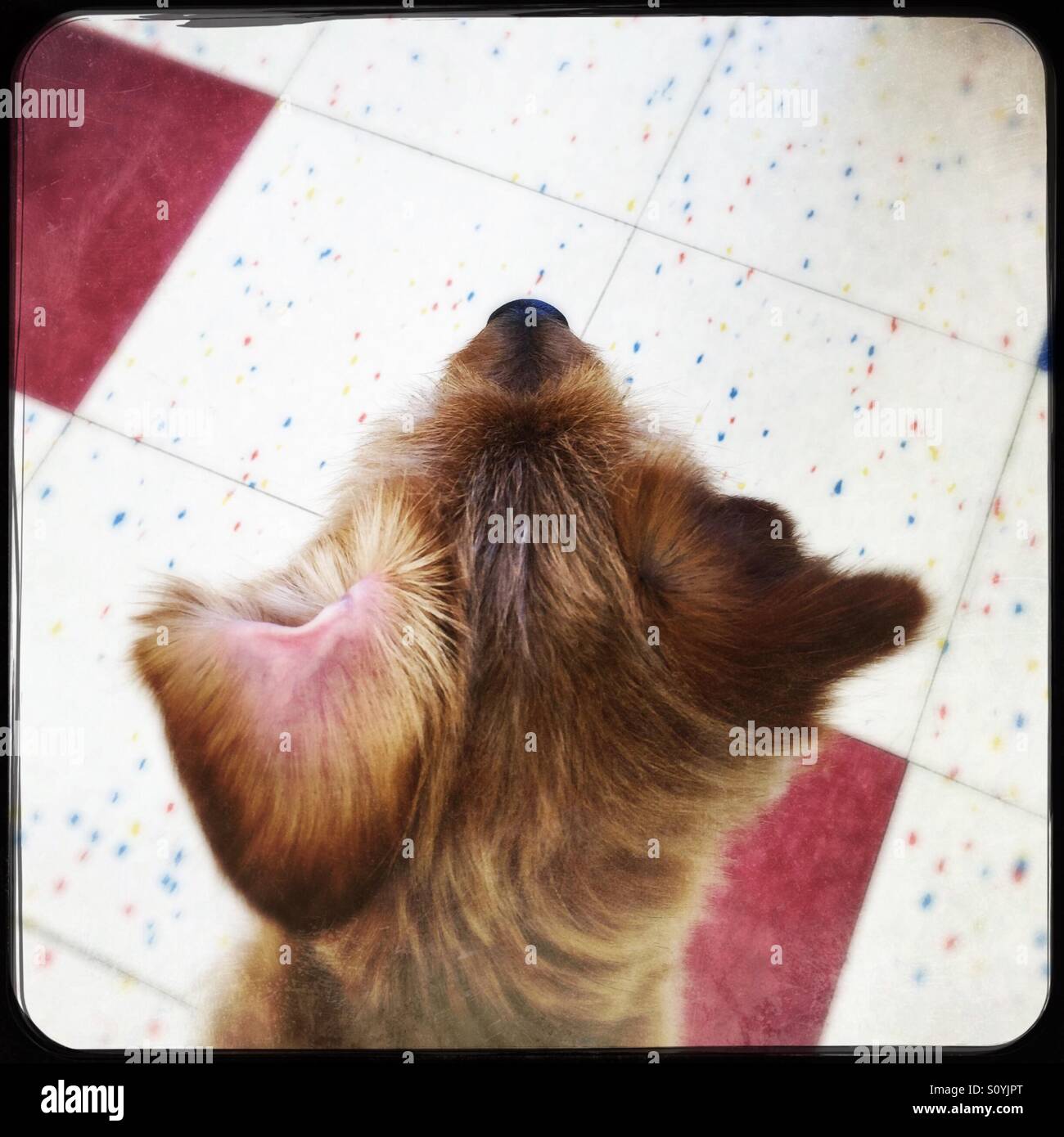 Cute Dog For Adoption With His Ear Flipped Back Stock Photo Alamy