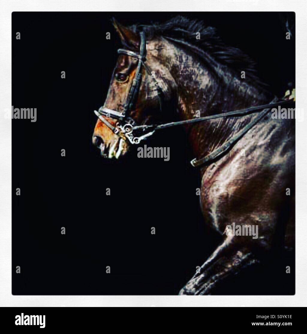 Cross country event horse Stock Photo Alamy