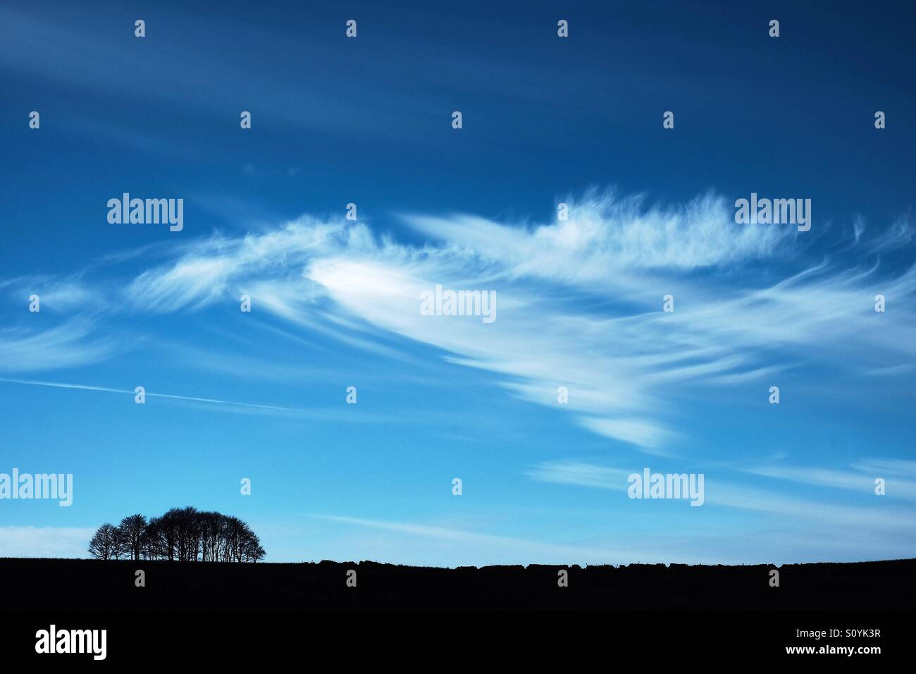 Cirrus clouds in a blue sky above a coppice of trees silhouetted together with a dry stone wall. Stock Photo