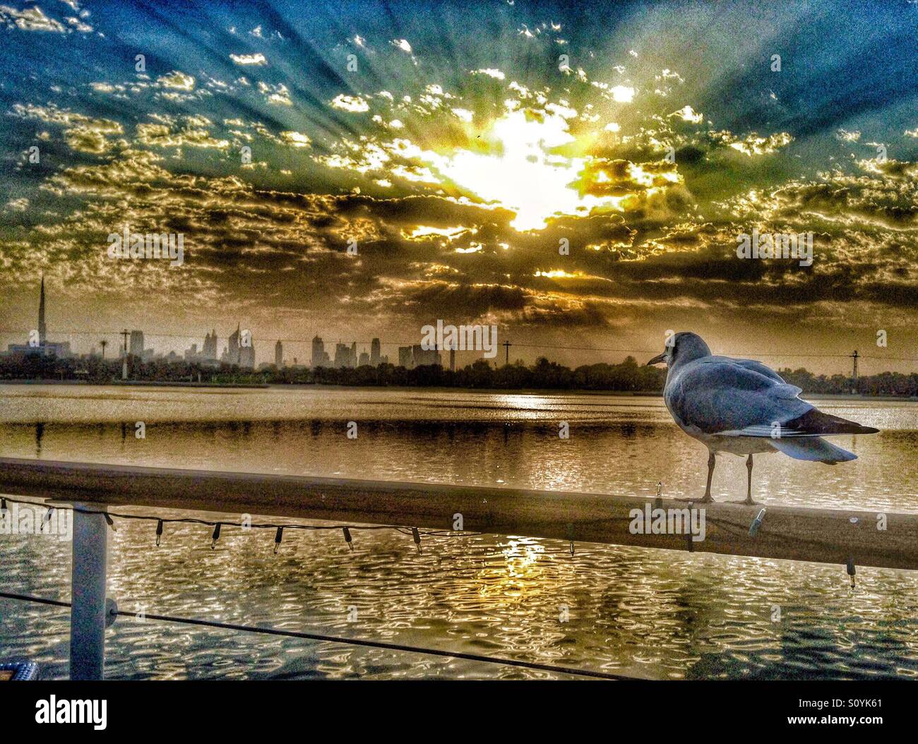 Seagull looking at the panorama of Dubai Stock Photo