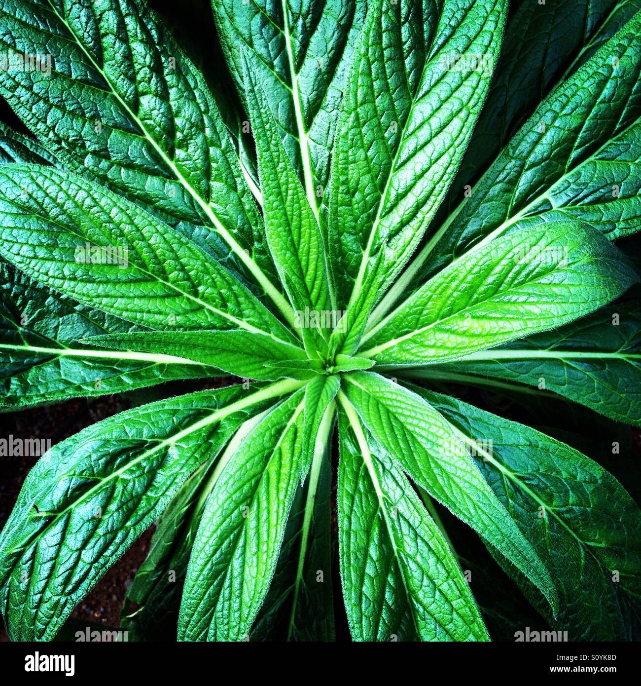 Nature foliage texture background. Mobile phone photo with some phone or tablet post processing. - Smartphone Captured Stock Image