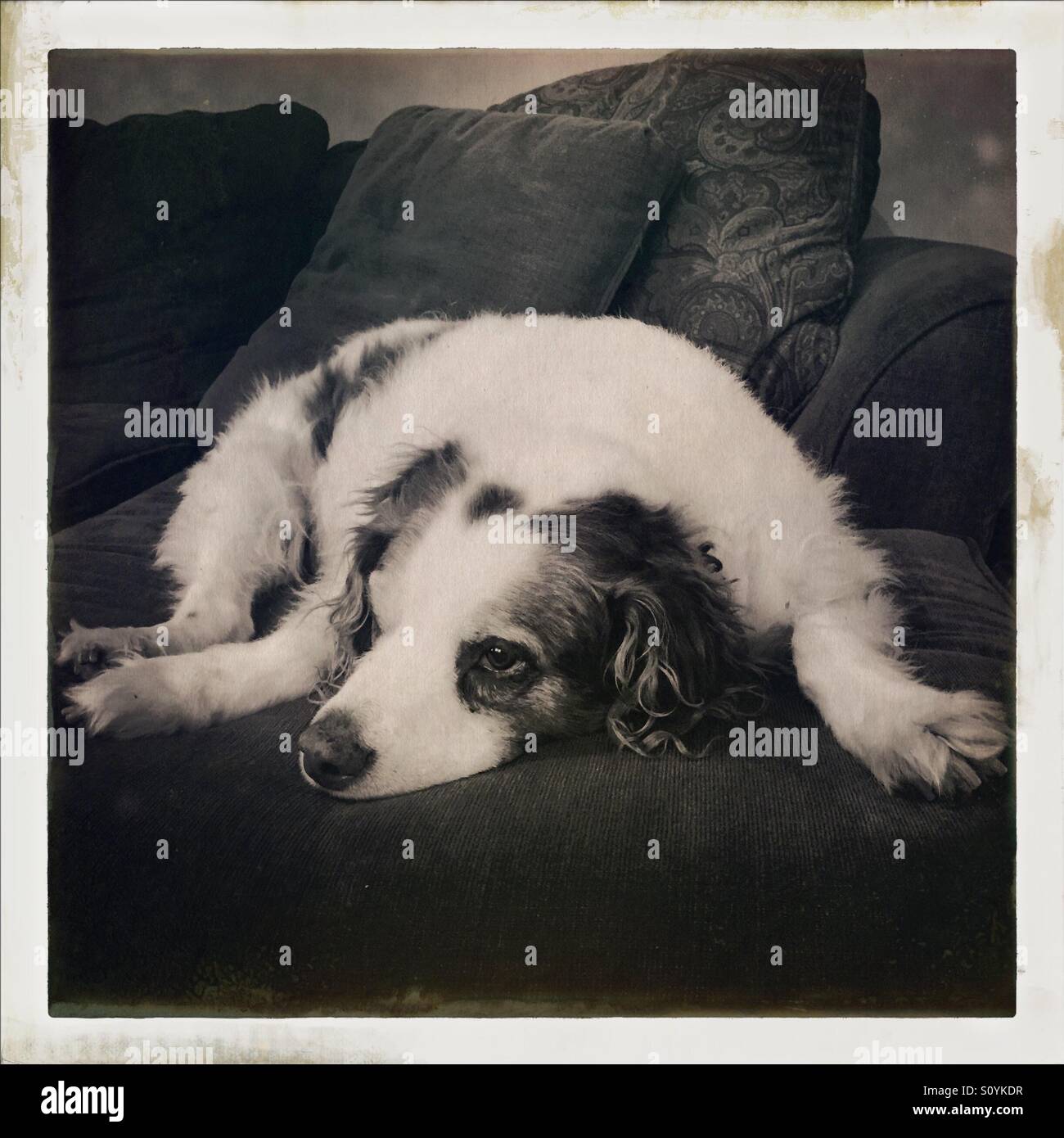 Sweet old Brittany laying on couch - Smartphone Captured Stock Image