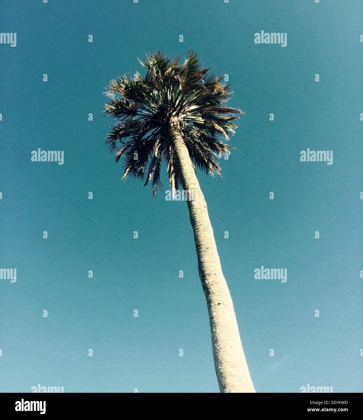 Palm Tree in the Sky Stock Photo Alamy