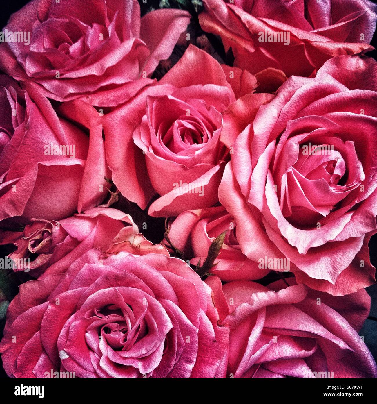 Old pink roses with grain effect added. - Smartphone Captured Stock Image
