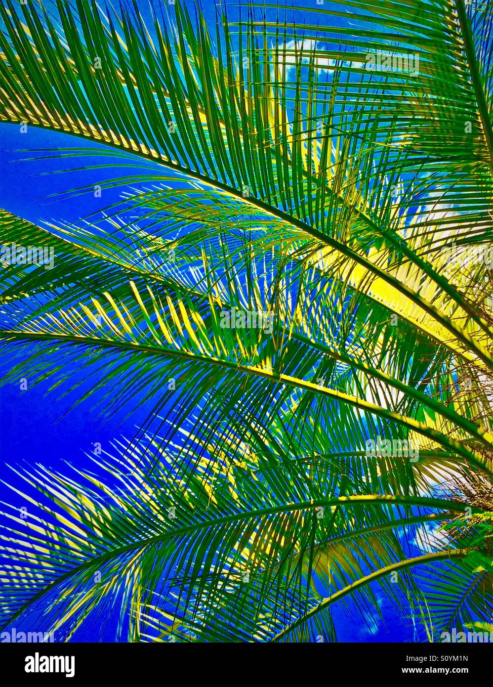 Green palm fronds against blue sky Stock Photo
