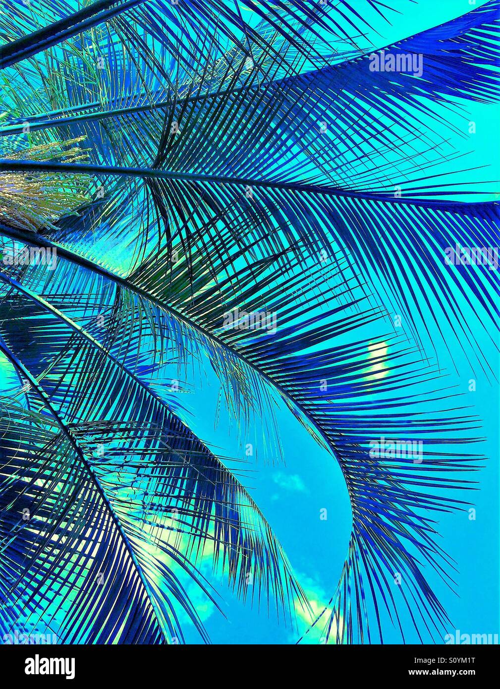 Palm fronds against blue sky with blue tint Stock Photo