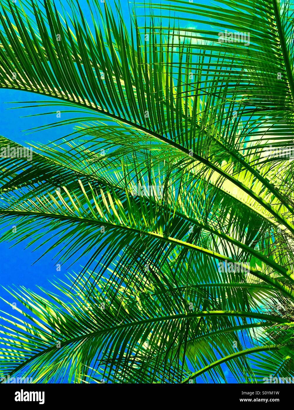 Lush green Palm fronds against a blue sky Stock Photo