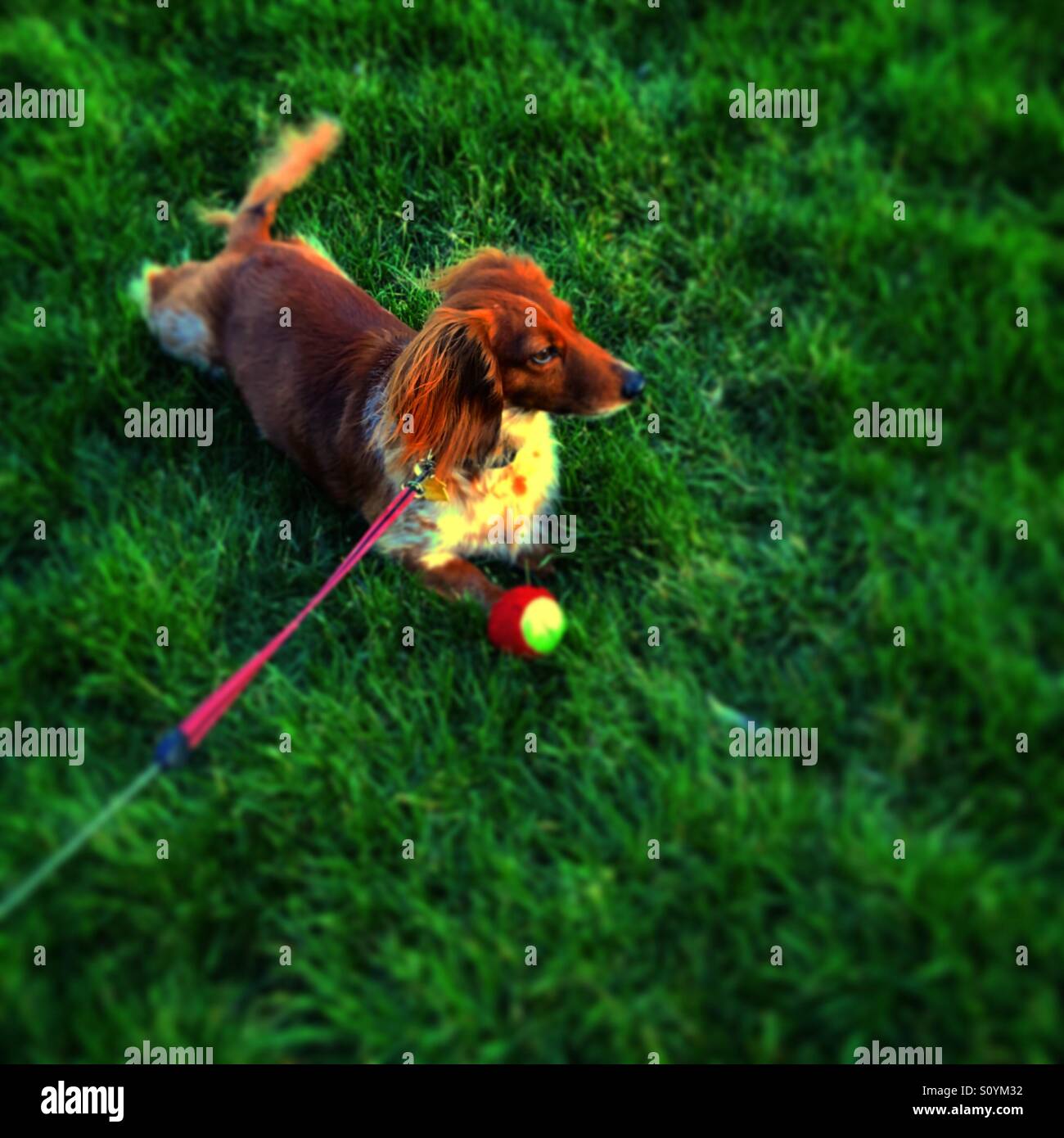 Beautiful day outside.  Weiner dog enjoying the day with favorite toy. Stock Photo