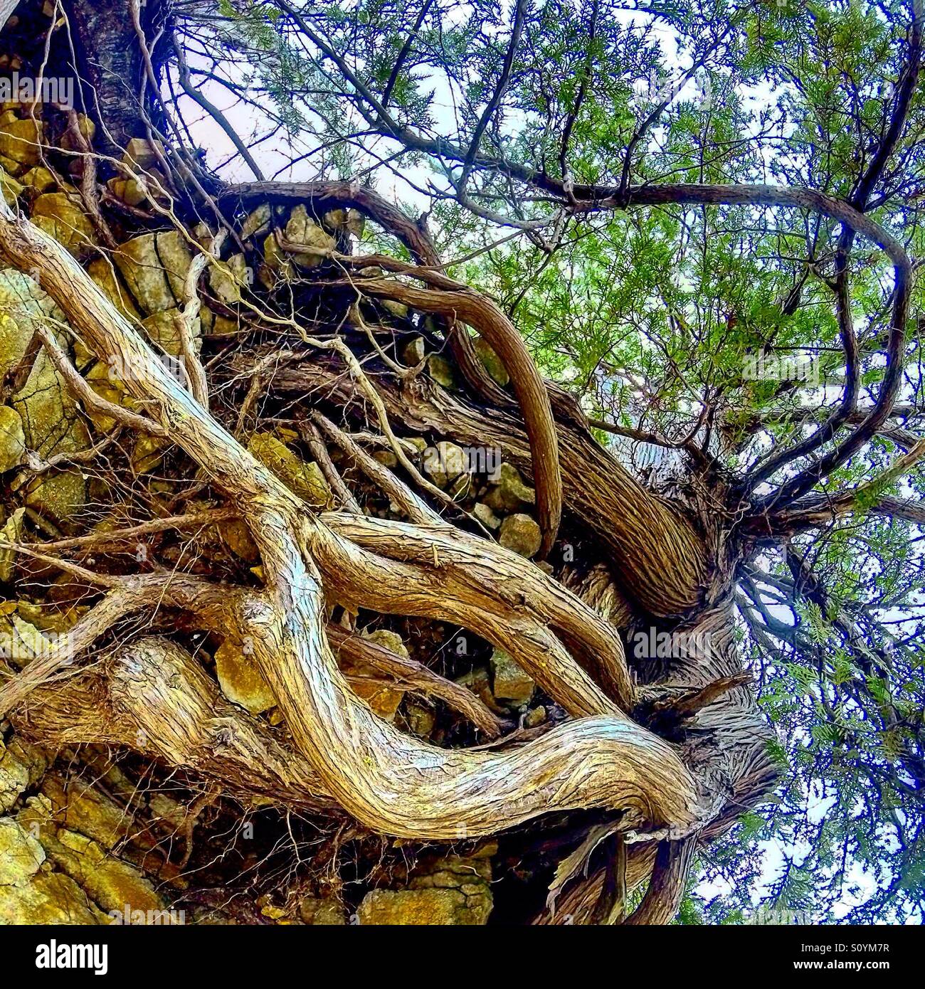 Root See -From beneath the roots, you can see growth Stock Photo - Alamy