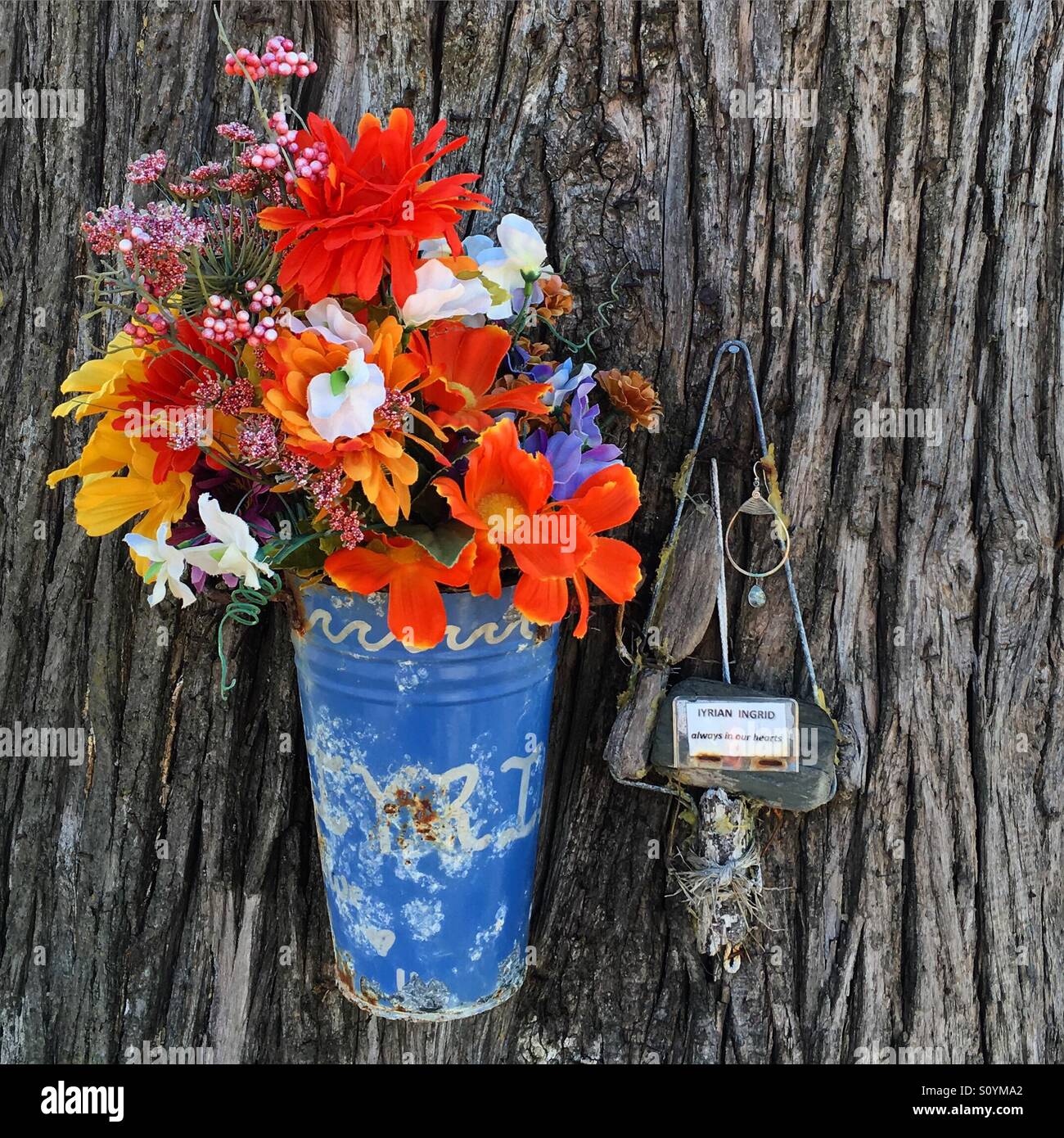 Flowers on a tree in Capitola, California Stock Photo
