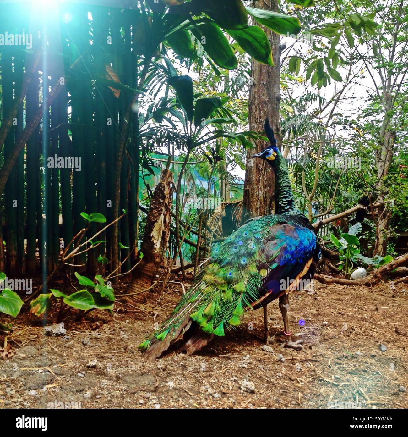 The King of Bird Stock Photo Alamy