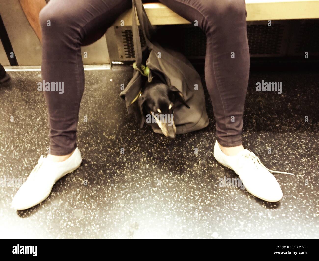 Woman with dog on New York City subway - Smartphone Captured Stock Image