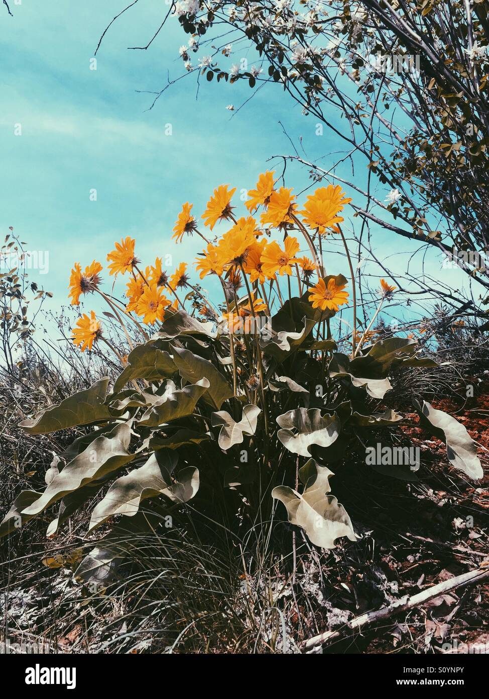 Yellow wild flowers in full bloom on a sunny spring day in the Okanagan