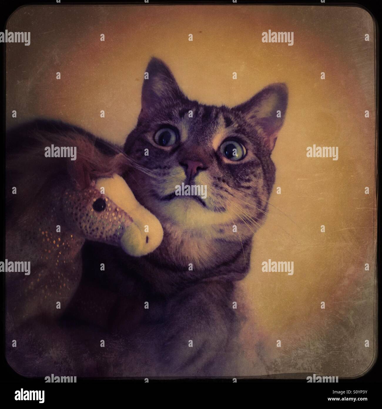 Smiling tabby cat and  toy horse - Smartphone Captured Stock Image