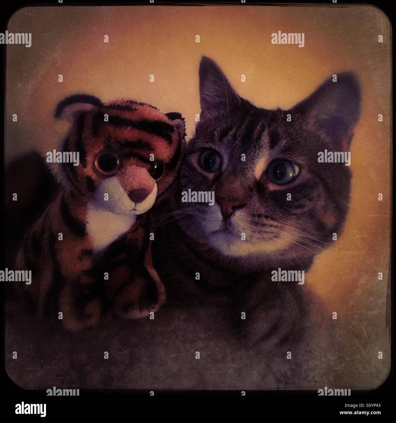 Tabby cat posing with her stuffed toy tiger - Smartphone Captured Stock Image