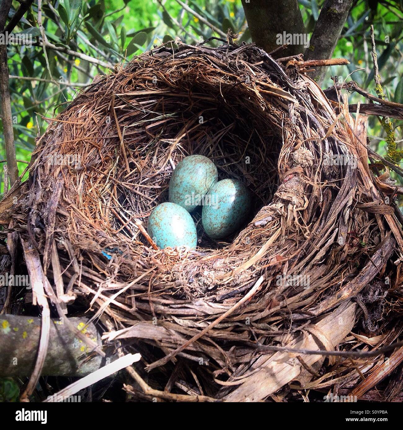 Blackbird eggs in a nest in an olive orchard in Prado del Rey, Sierra de Cadiz, Andalusia, Spain - Smartphone Captured Stock Image