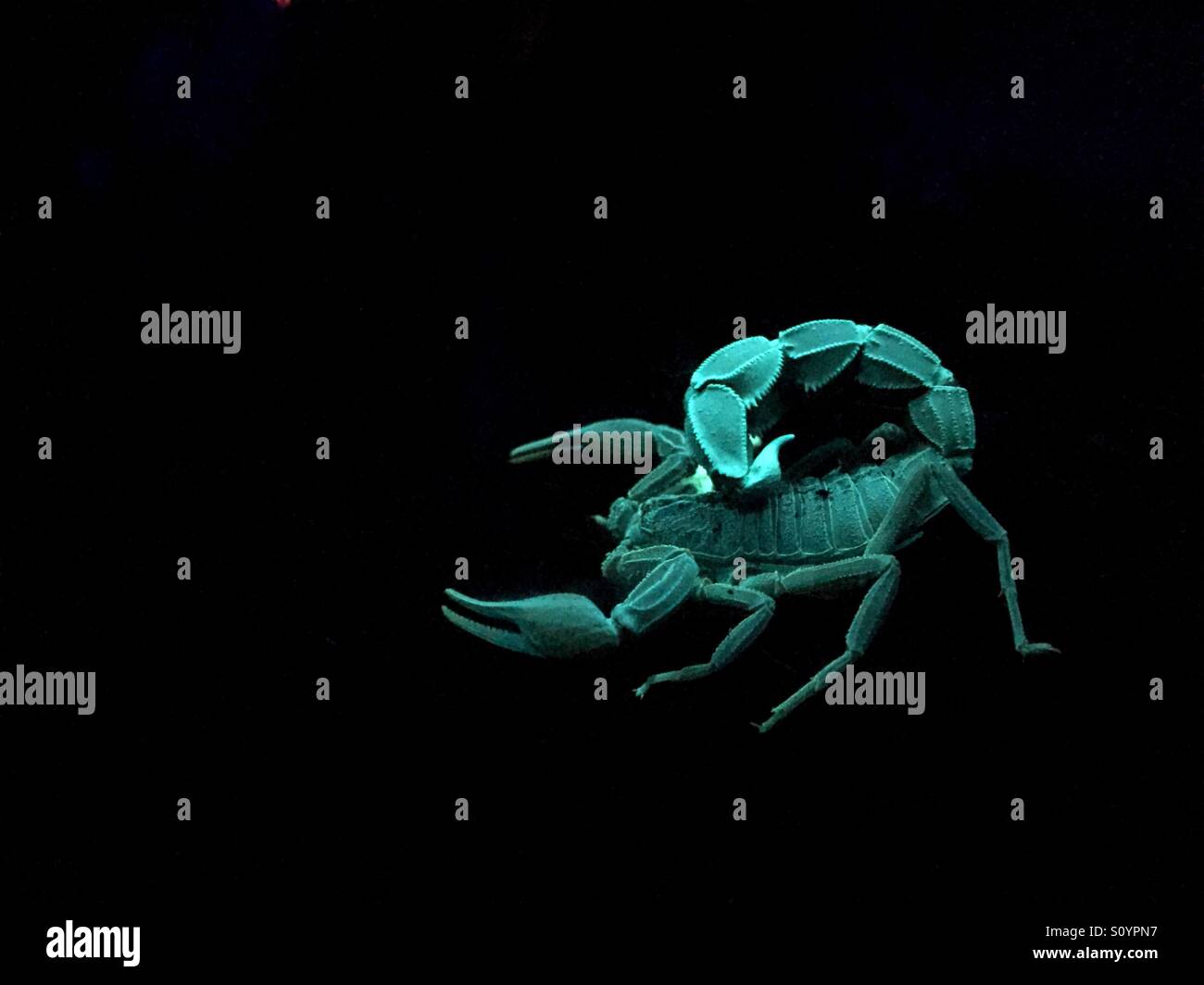 Glowing Desert Scorpion on a black background - Smartphone Captured Stock Image