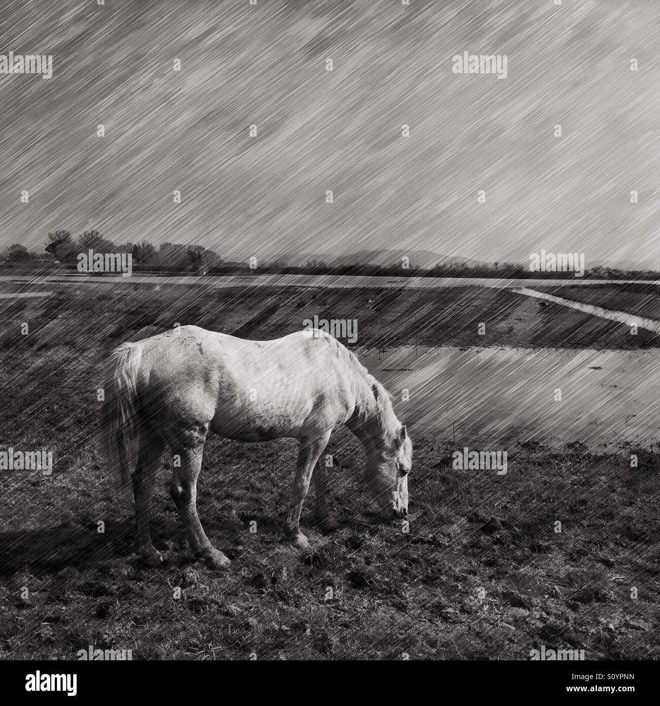 Camargue horse in the Isola Della Cona Natural Reserve, Italy. Graphic pen effect added - Smartphone Captured Stock Image