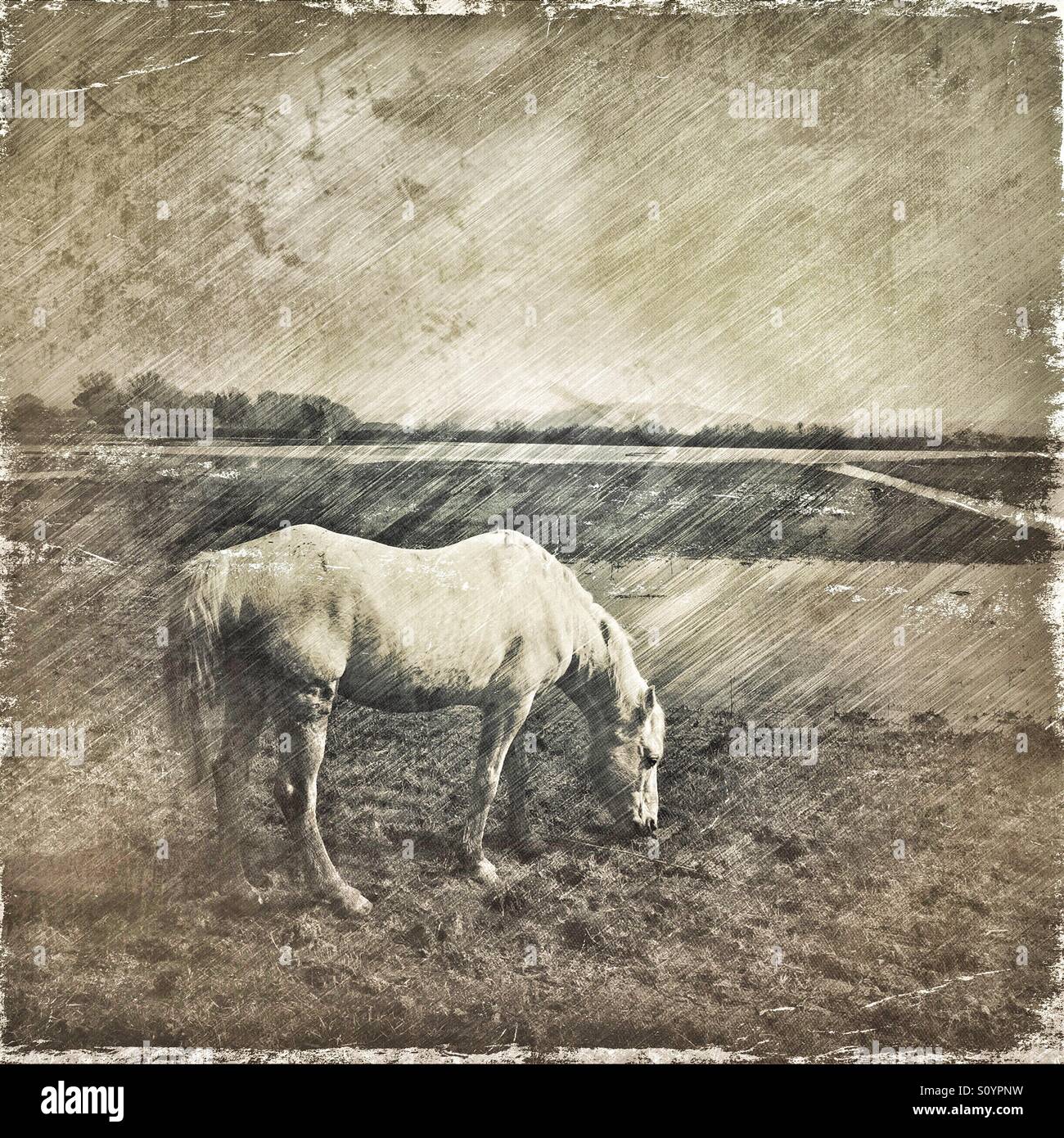 Camargue horse in the Isola Della Cona Natural Reserve, Italy. Graphic pen effect added - Smartphone Captured Stock Image