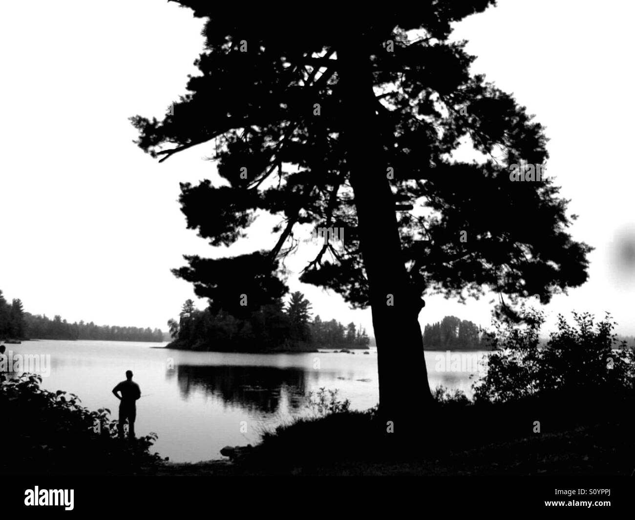 Small lake, big tree in the Upper Peninsula of Michigan Stock Photo