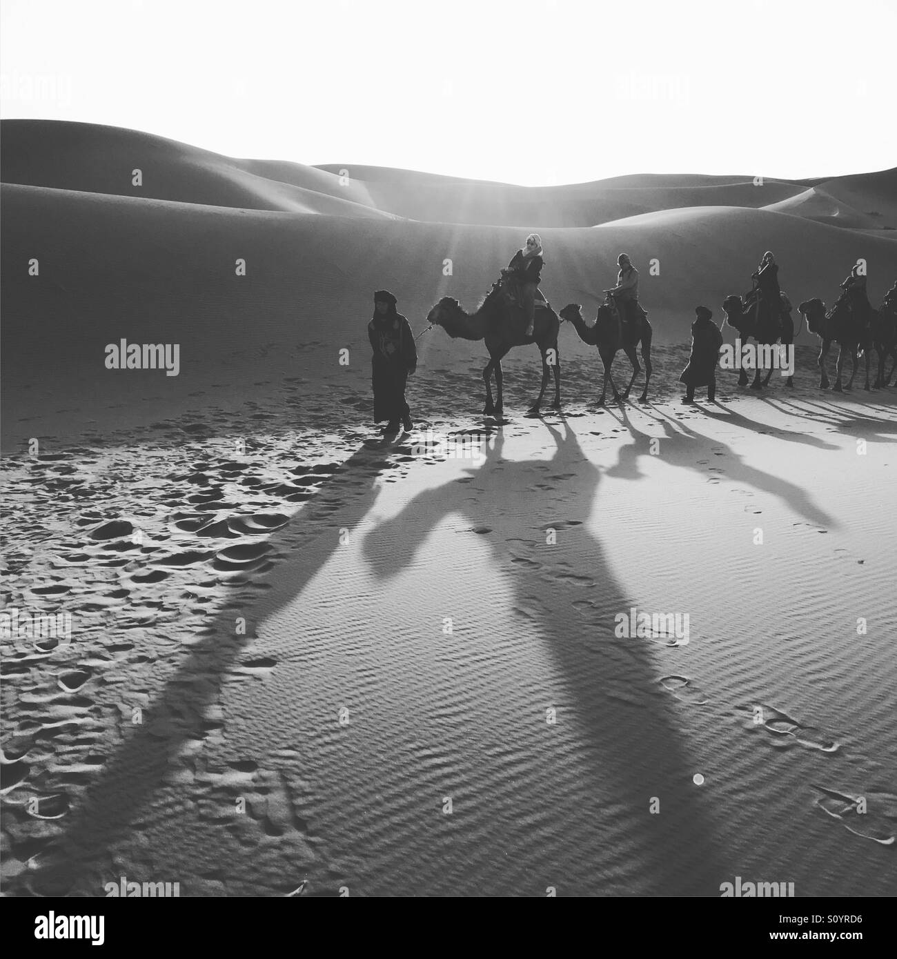 Dune desert camel black white hi-res stock photography and images - Alamy