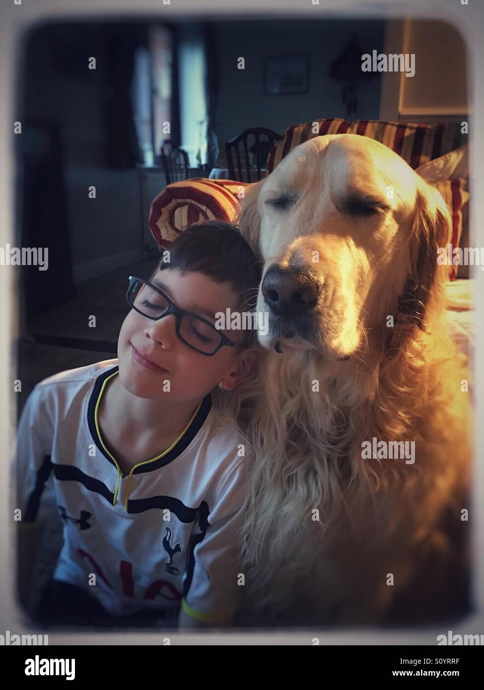 Cuddling up to a sleepy golden retriever Stock Photo