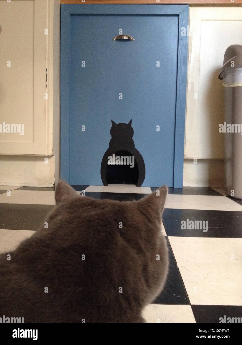 Cat staring at cat flap door Stock Photo