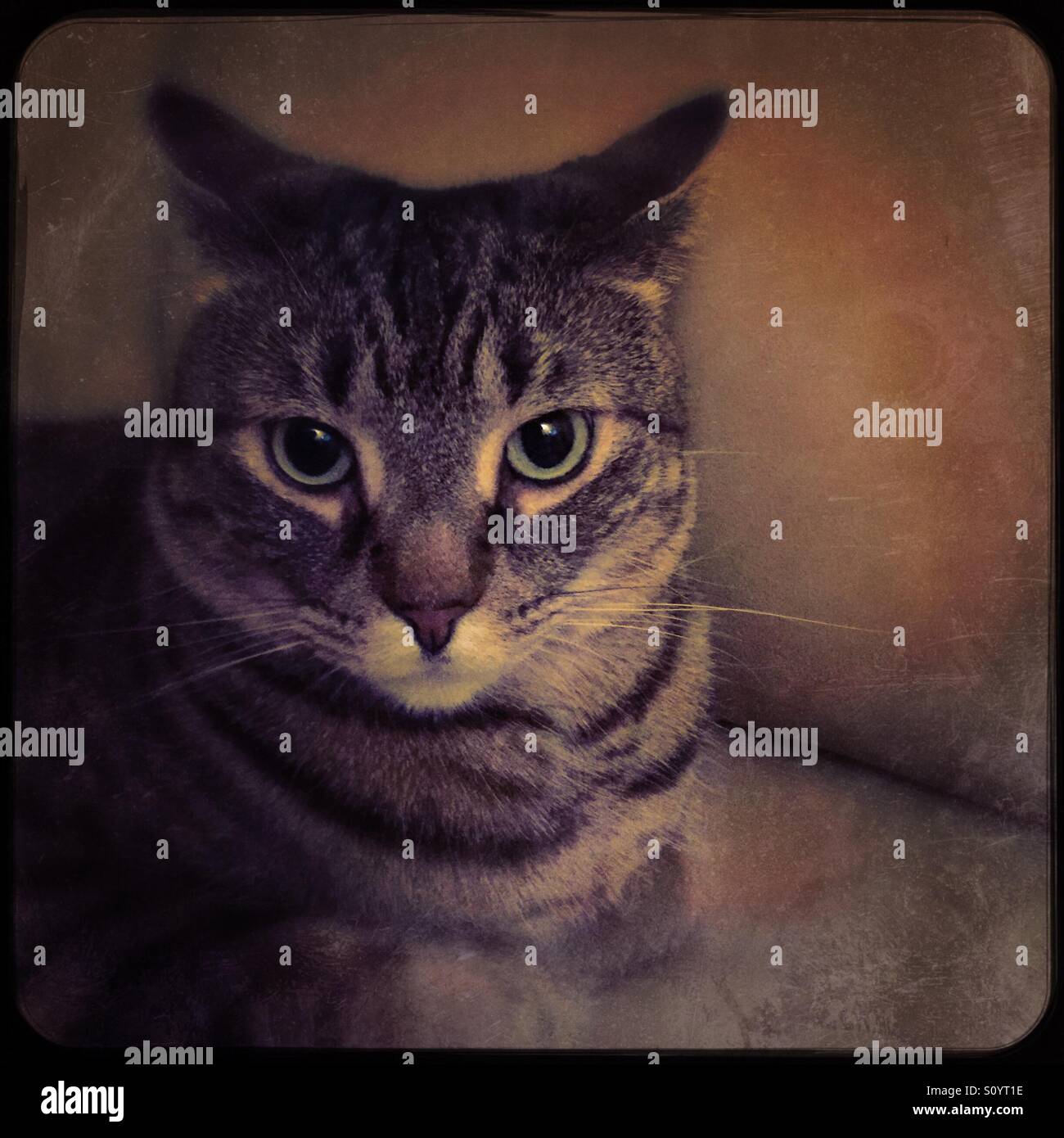 Beautiful Tabby Cat Showing Attitude Stock Photo Alamy