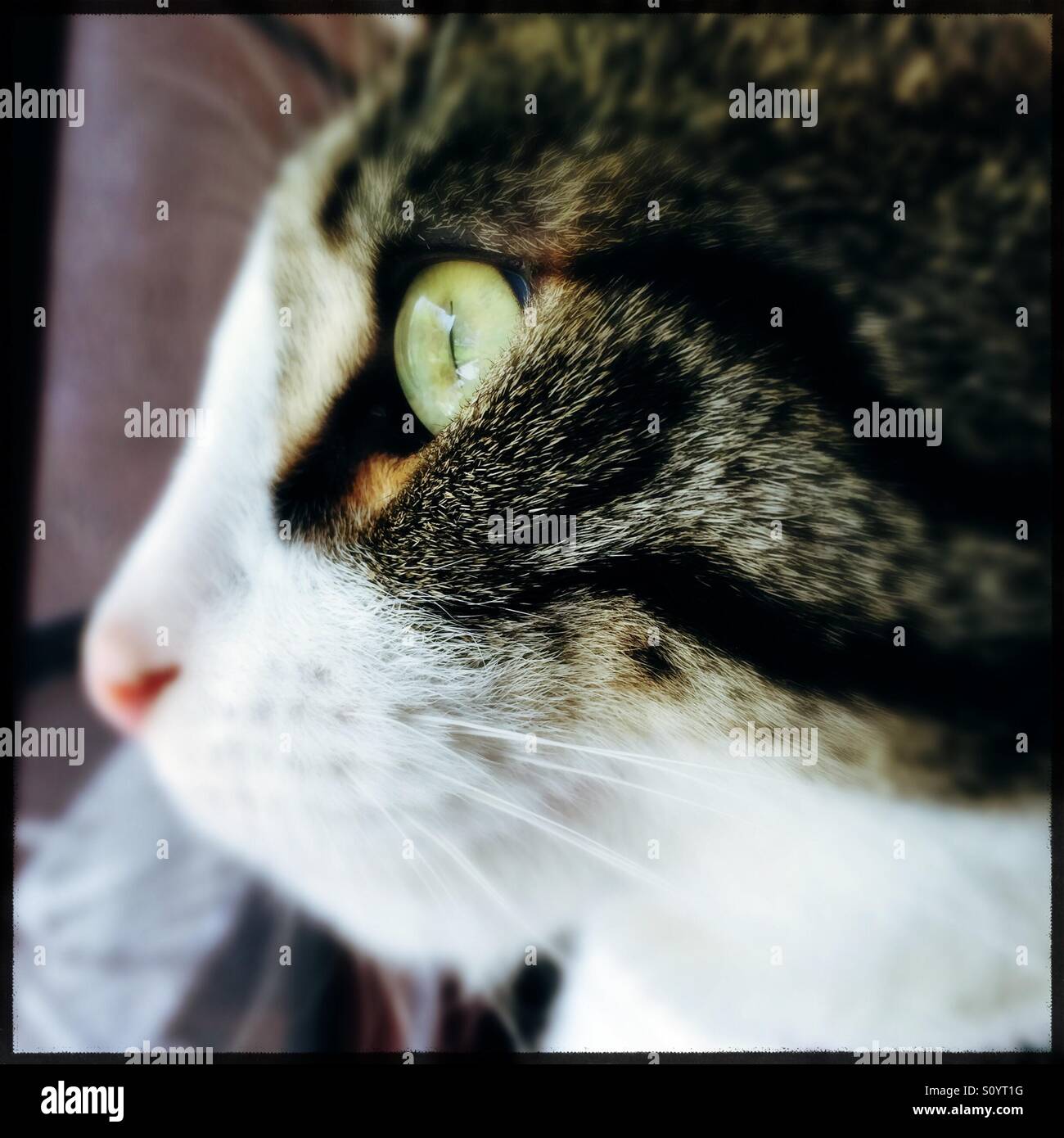 Closeup profile of tabby and white cat with green eyes Stock Photo