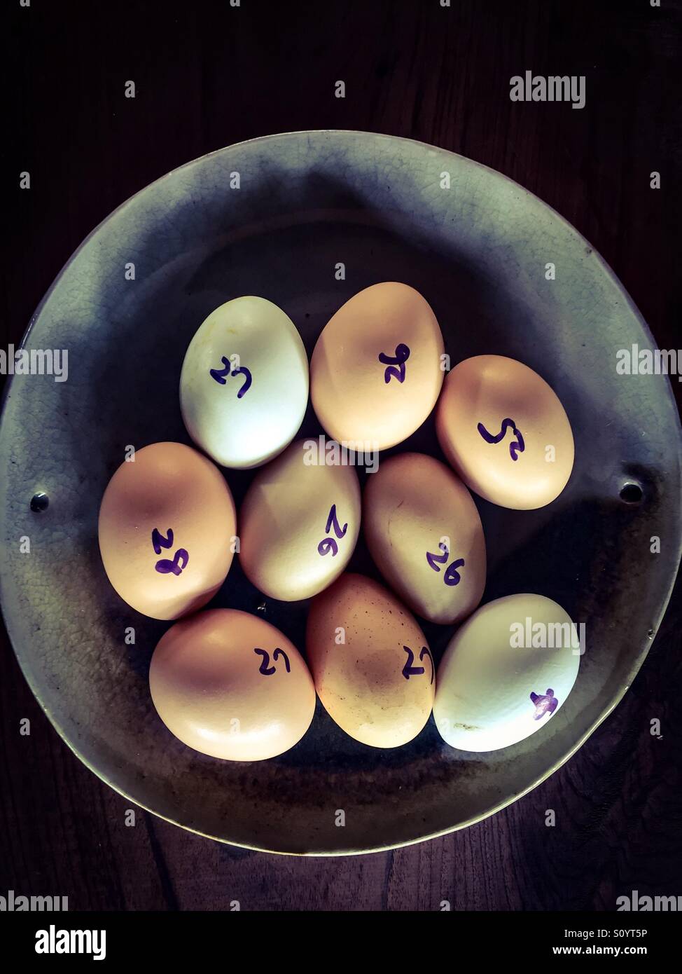 Fresh eggs, dated, in a bowl, Hawaii, USA. Calendar of eggs laid. Keeping tabs. Keeping track. Simple memory device. - Smartphone Captured Stock Image