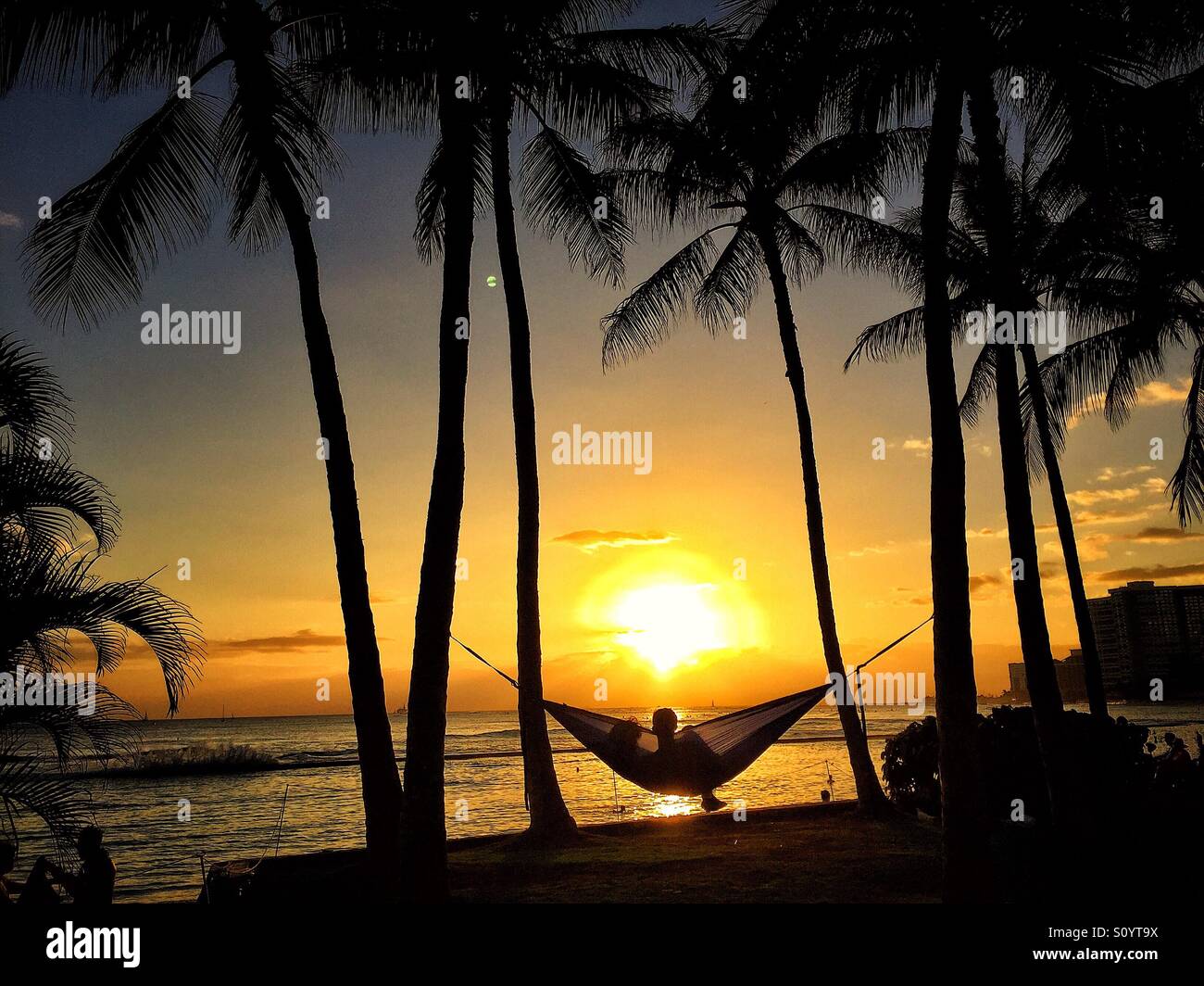 Waikiki beach palm trees hi-res stock photography and images - Alamy