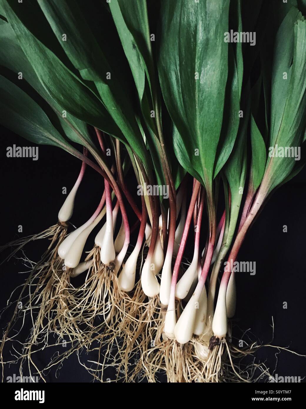 Ramps vegetable hires stock photography and images Alamy
