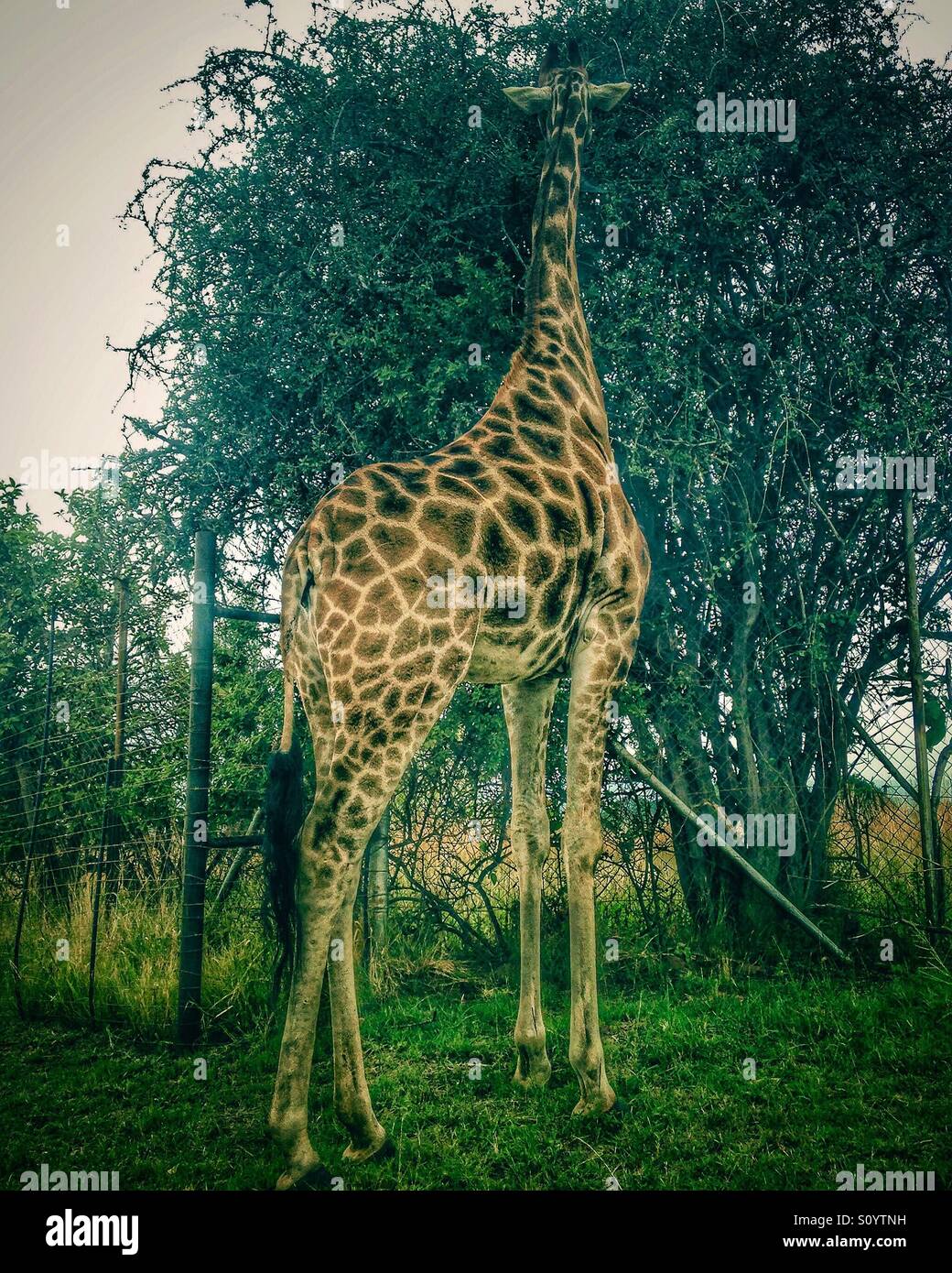 Giraffe tall as a tree Stock Photo