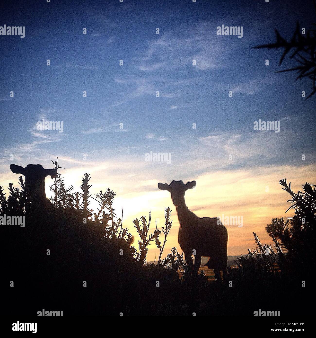Diversidad de animales hi-res stock photography and images - Alamy