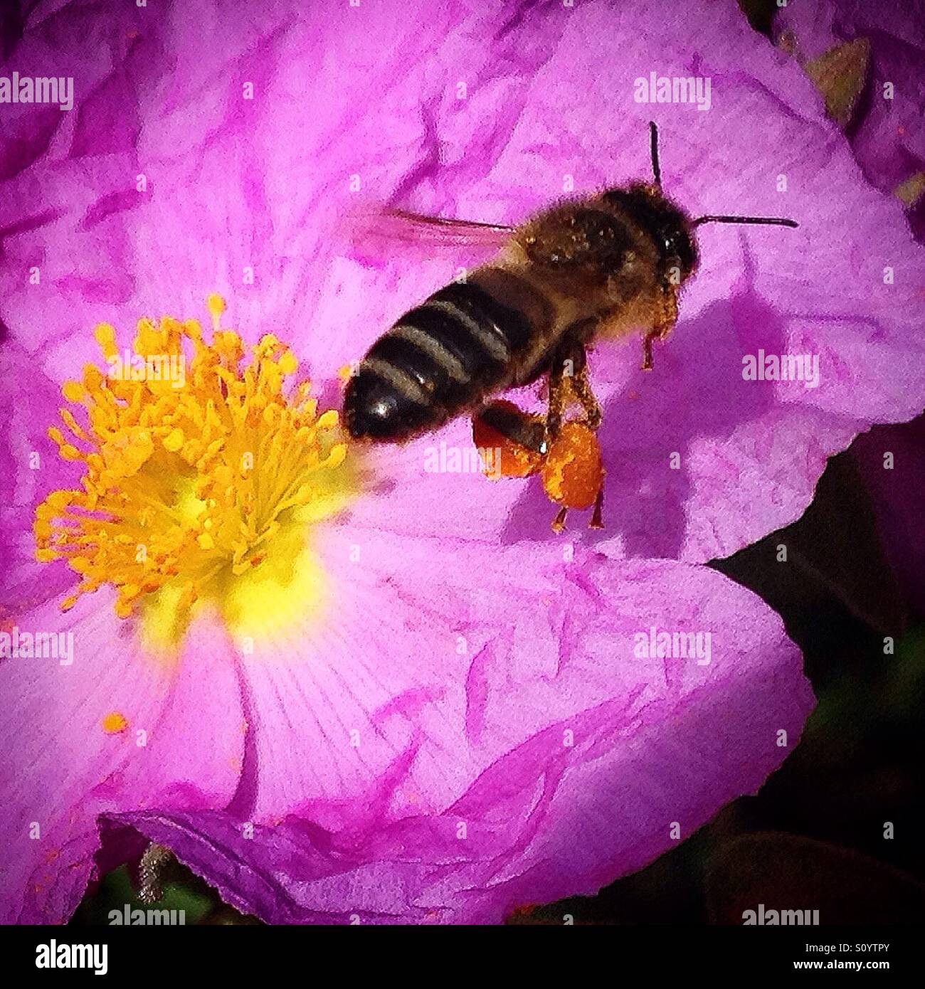 A honey bee carries pollen flying over a purple flower in Prado del Rey, Sierra de Cadiz, Andalusia, Spain Stock Photo