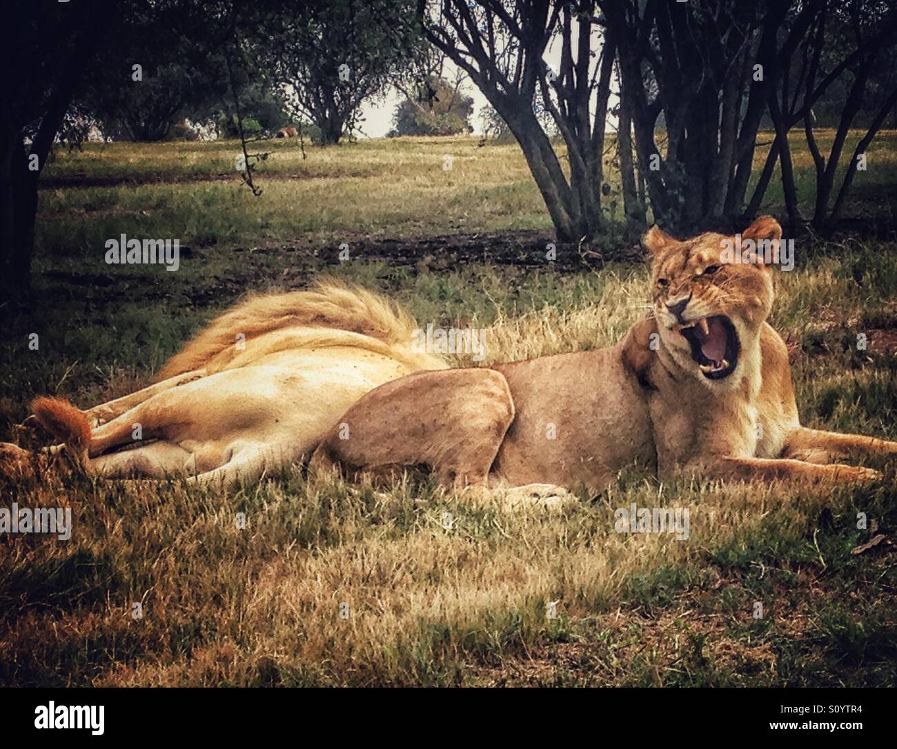 Roaring lioness Stock Photo