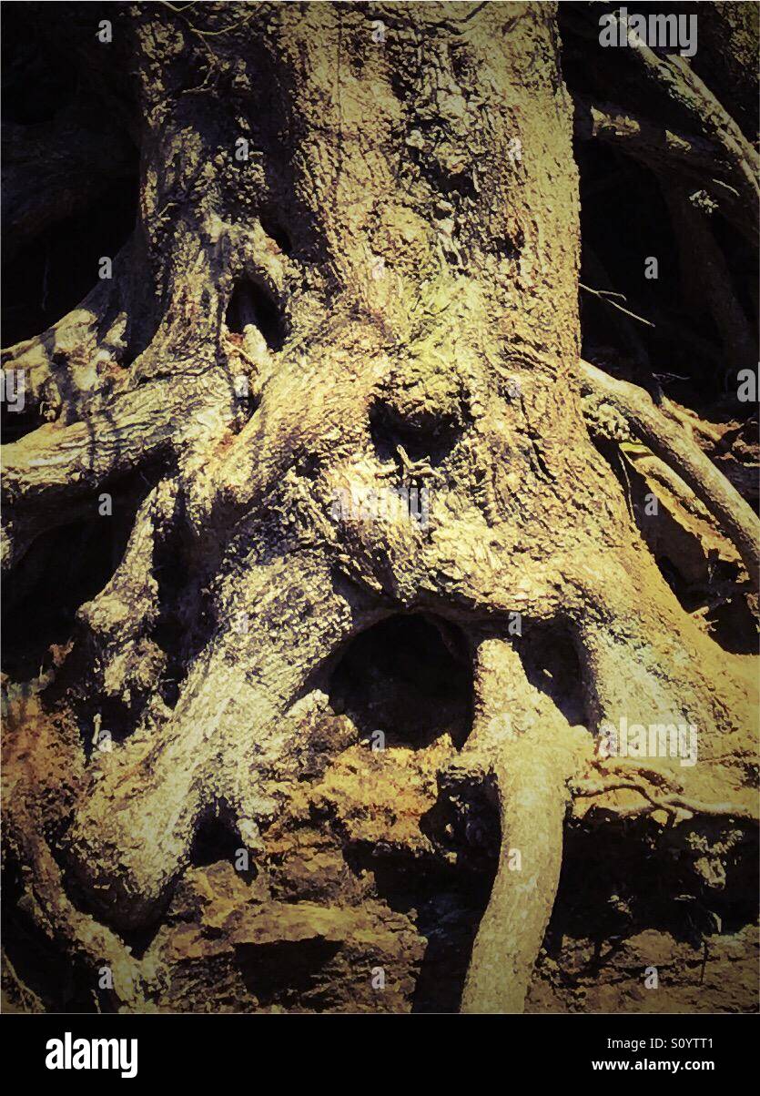 Tree root face hi-res stock photography and images - Alamy