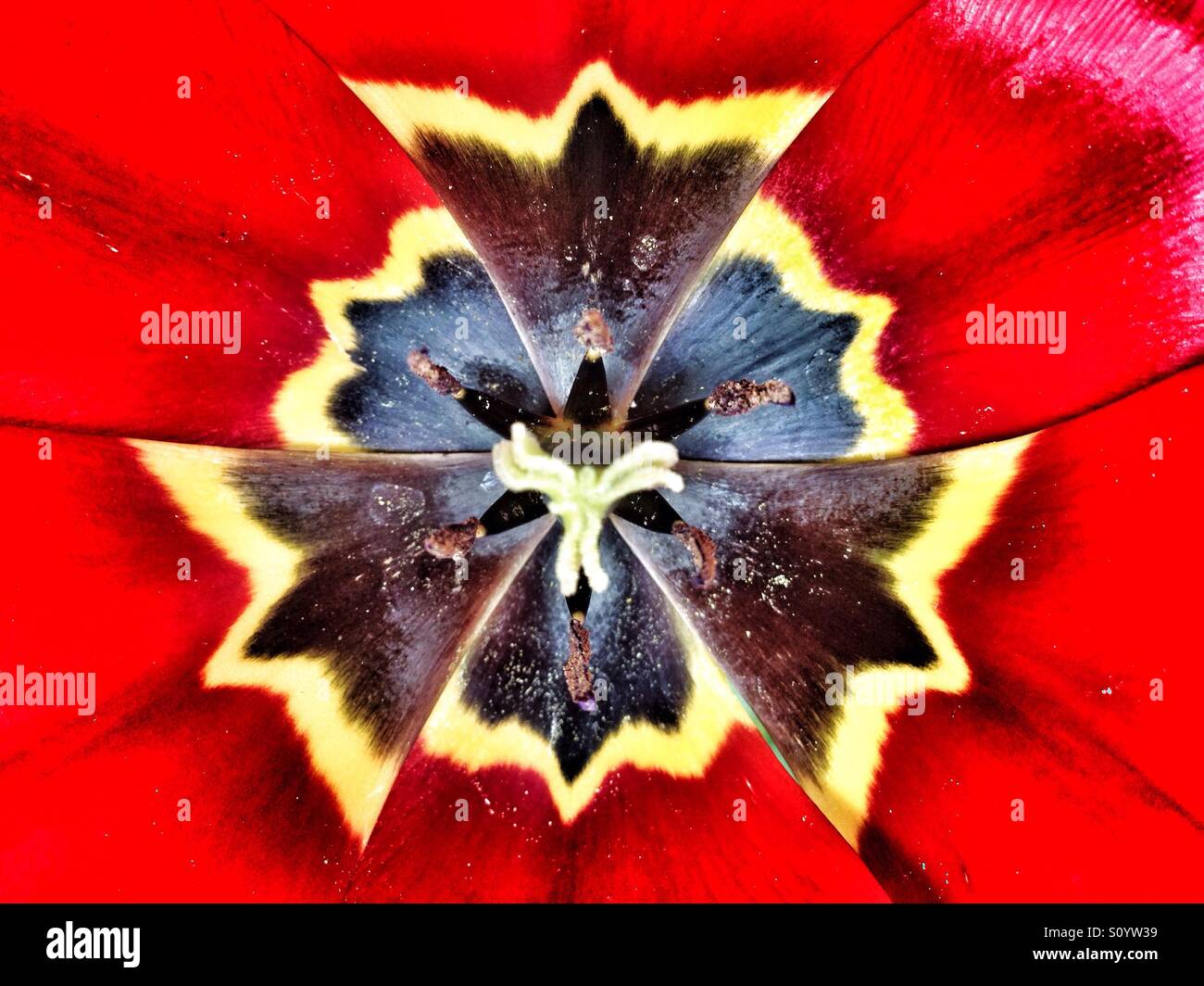 Inside of red tulip with yellow and black center - Smartphone Captured Stock Image