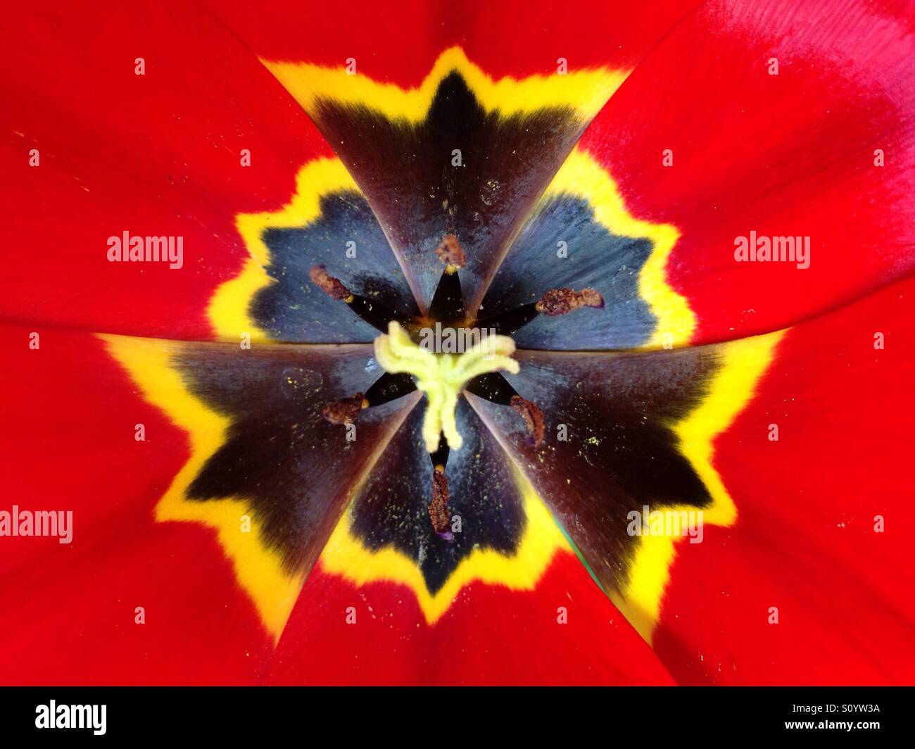Inside of red tulip with yellow and black center - Smartphone Captured Stock Image